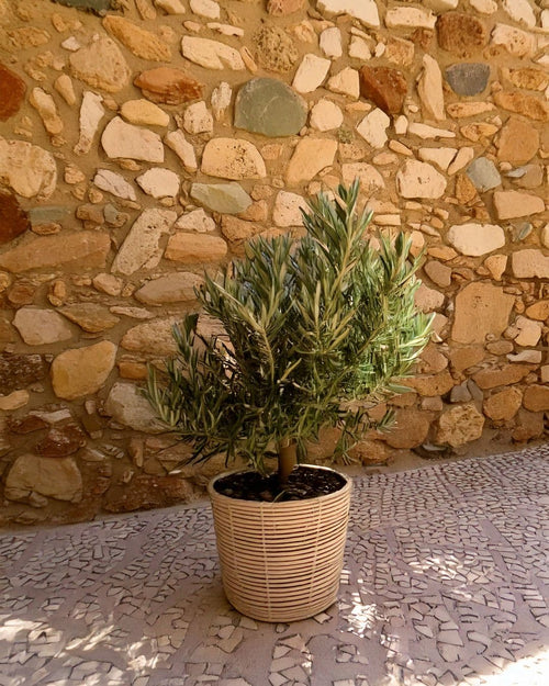 mini arbol olivo exterior