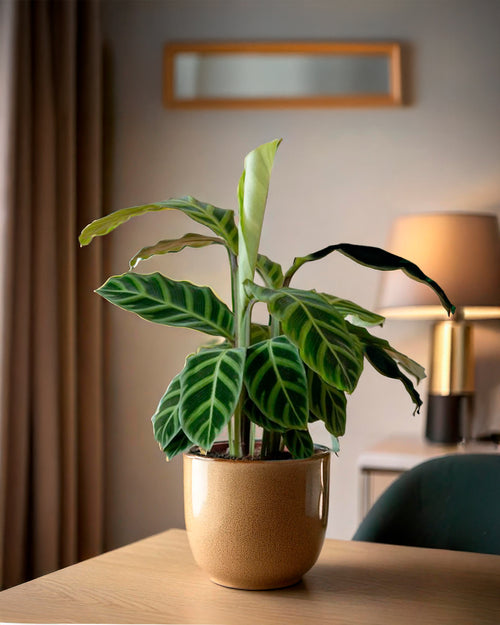 mini-calathea-zebrina-contexto-salon