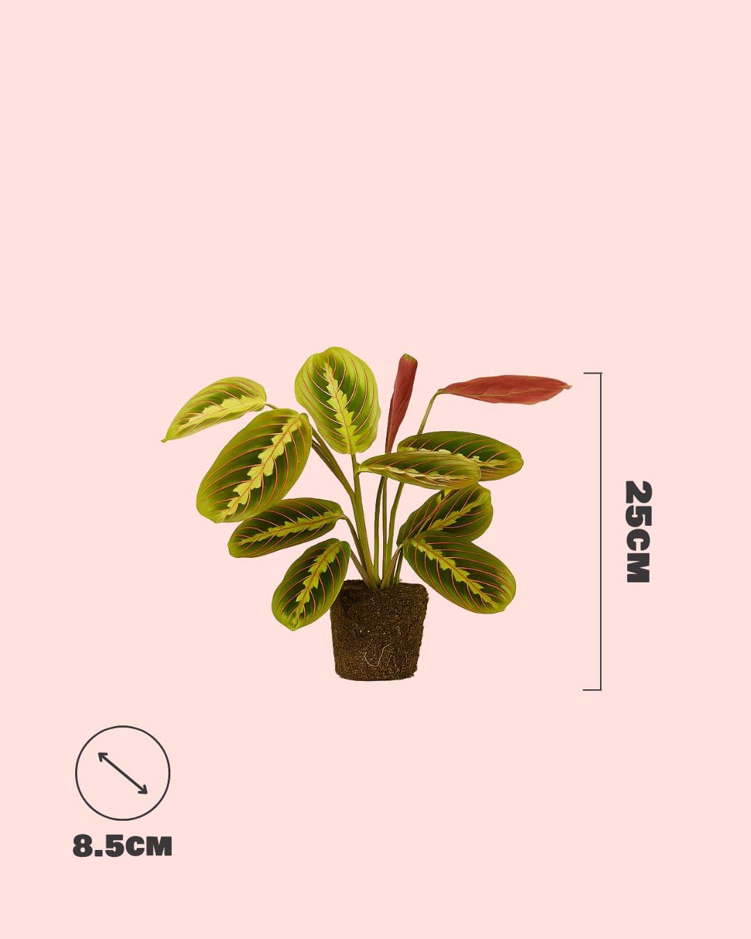 mini-maranta-leuconeura-size