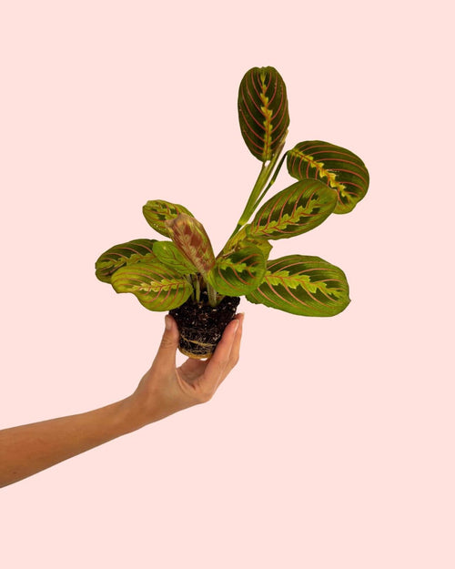 mini-maranta-leuconeura