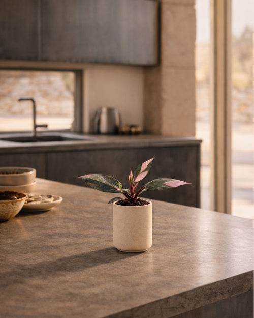 mini philodendron pink princess contexto