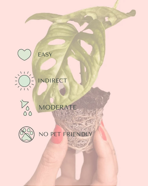 monstera-adasonii-mini-care
