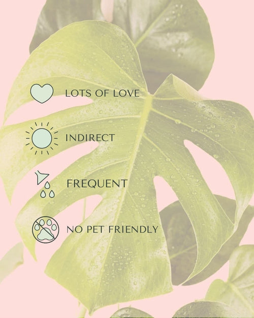 monstera-deliciosa-m-care