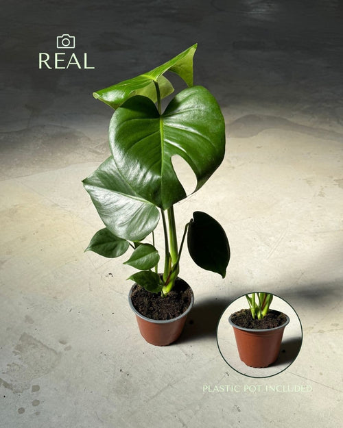 Monstera Deliciosa M