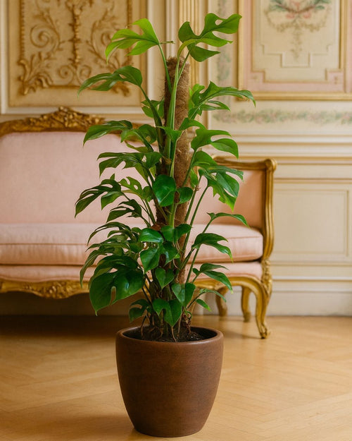 monstera minima salon neoclasico