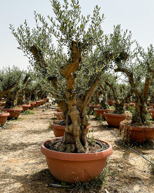 olea-europea-cultivo