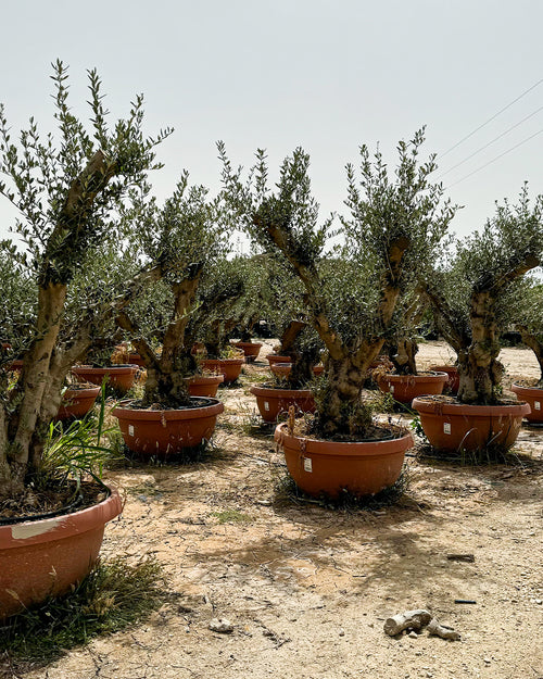 olea-europea-manzanillo-cultivo