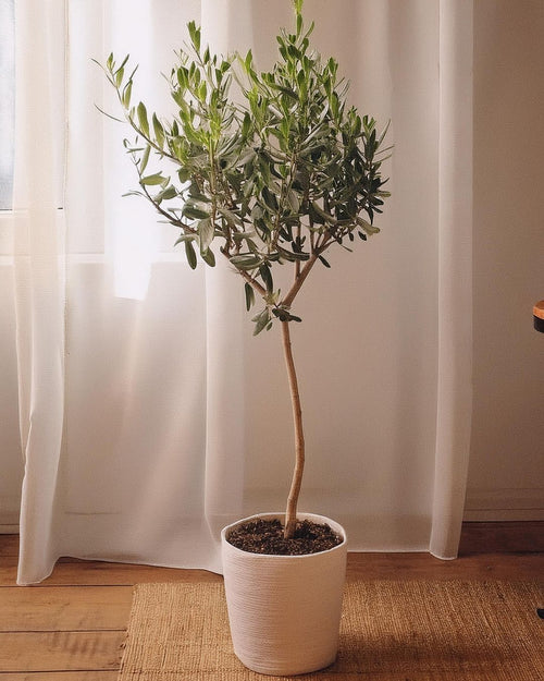 olivo-arbolito-copa-maceta