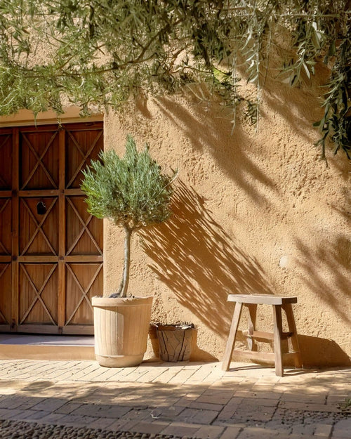 olivo arbolito copa terraza