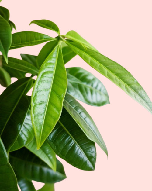 pachira-aquatica-detail