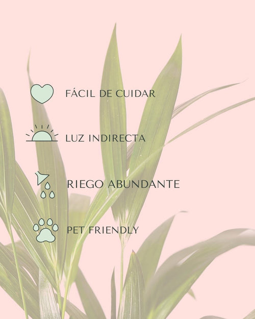 palma areca cuidados