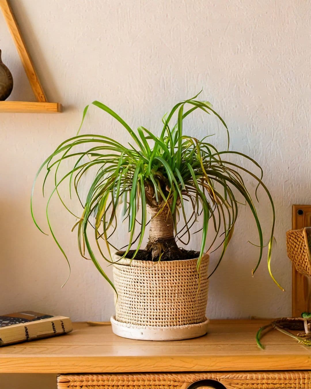 pata de elefante escritorio