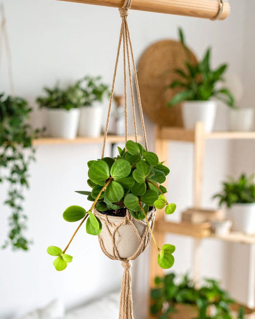 peperomia hope mini colgante
