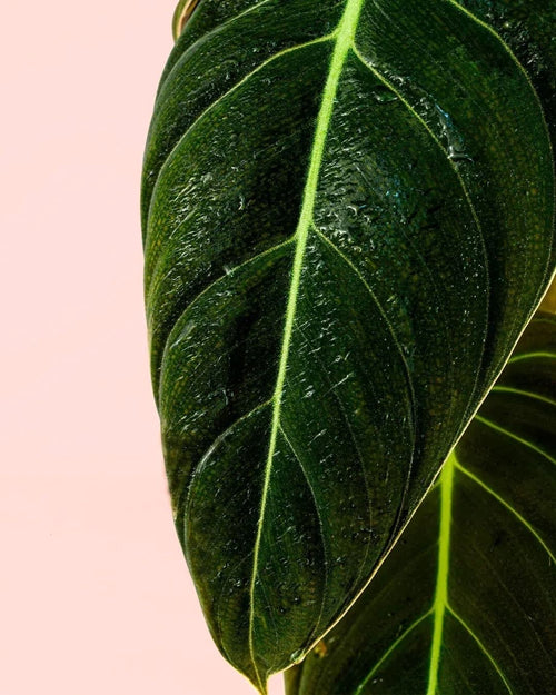 philodendron Melanochrysum detalle