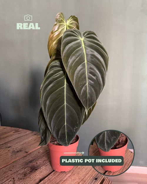 philodendron Melanochrysum real