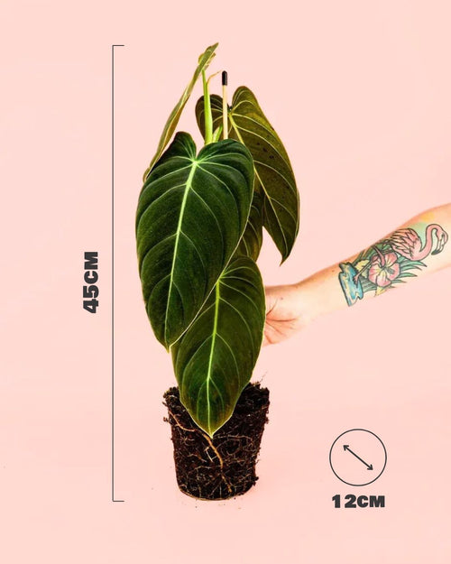 philodendron Melanochrysum size