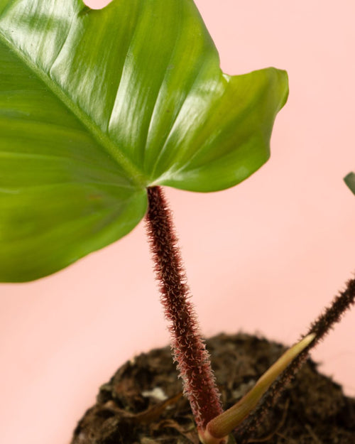 philodendron Squamiferum detalle