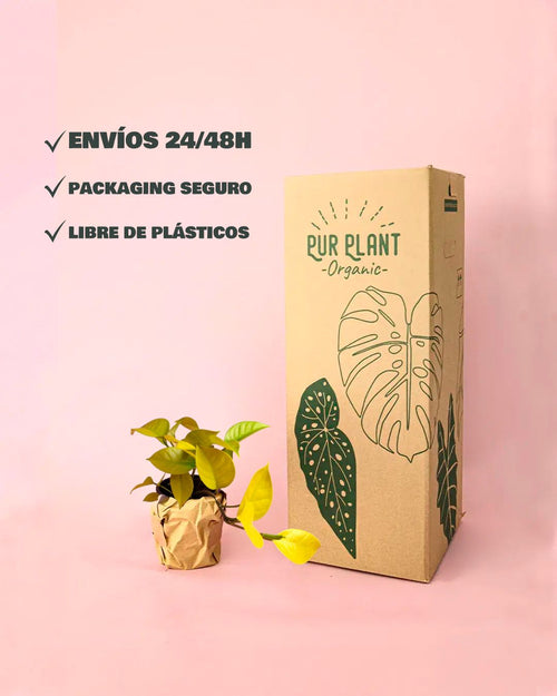 philodendron lime colgante packaging