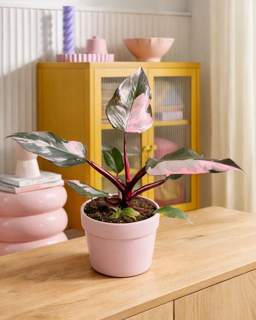 philodendron pink princess m contexto