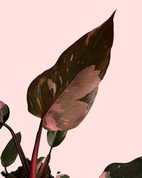 philodendron pink princess m detalle hoja