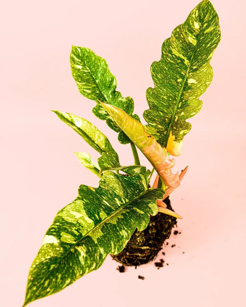 philodendron-ring-of-fire-planta