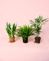 Pack 3x Plantas Purificadoras de Aire