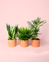Pack 3x Plantas Purificadoras de Aire