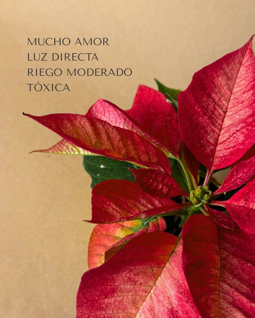 poinsettia fusion mini cuidados