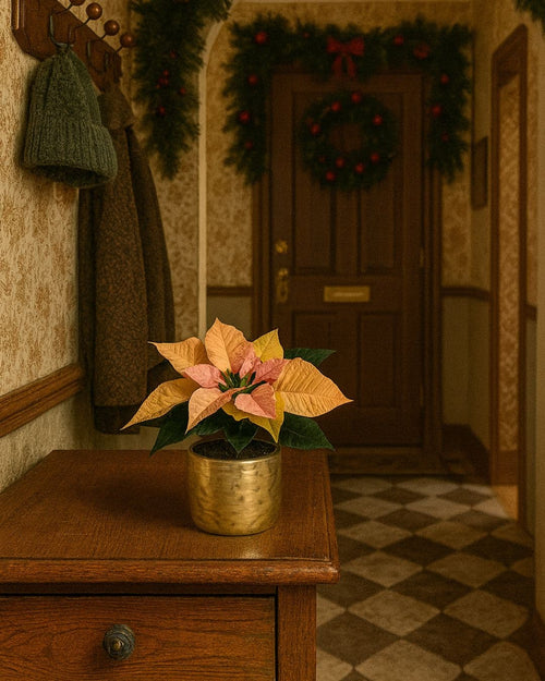 poinsettia rosa ambar contexto