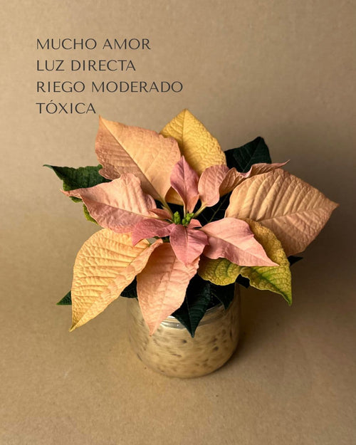 poinsettia rosa ambar cuidados