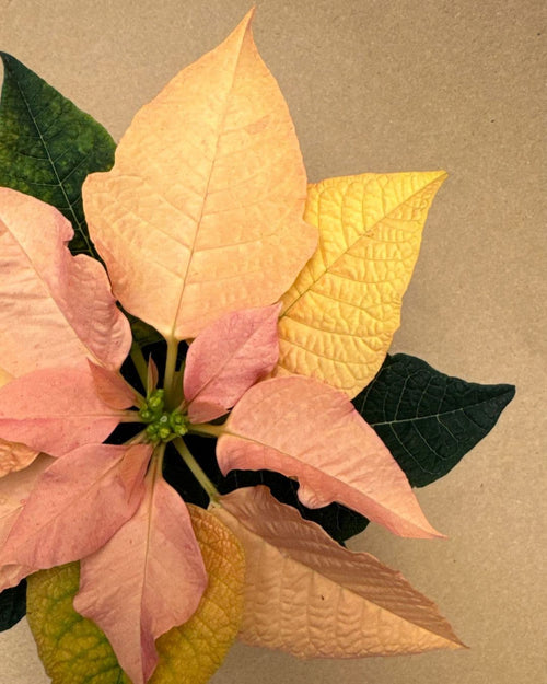 poinsettia rosa ambar detalle