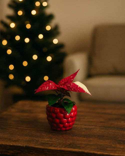 poinsettia variegada contexto navidad (1)