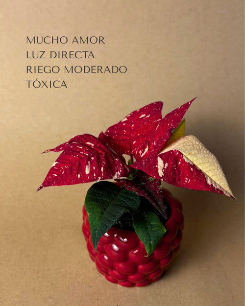 poinsettia variegada cuidados