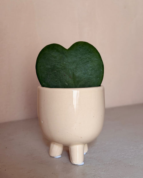 Gift Set Hoya Kerri + Maceta Cerámica Potit