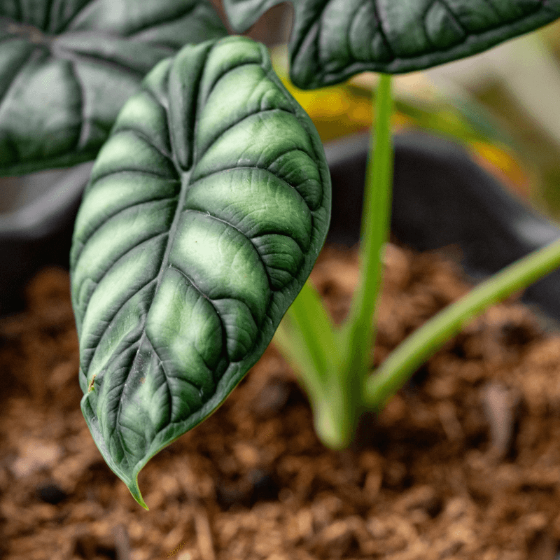 Problemas Plantas Alocasia