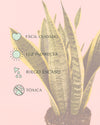 sansevieria-trifasciata-cuidados