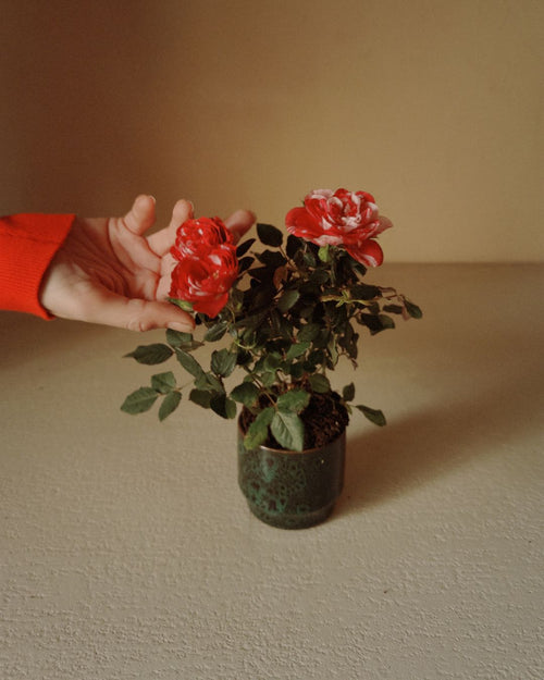 sanvalentin-elamorseriega-rosa