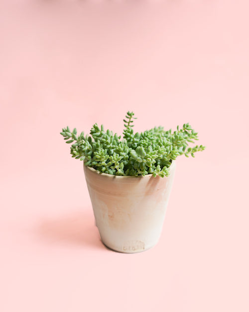 sedum-burrito-maceta