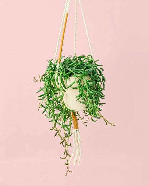 senecio banana colgante