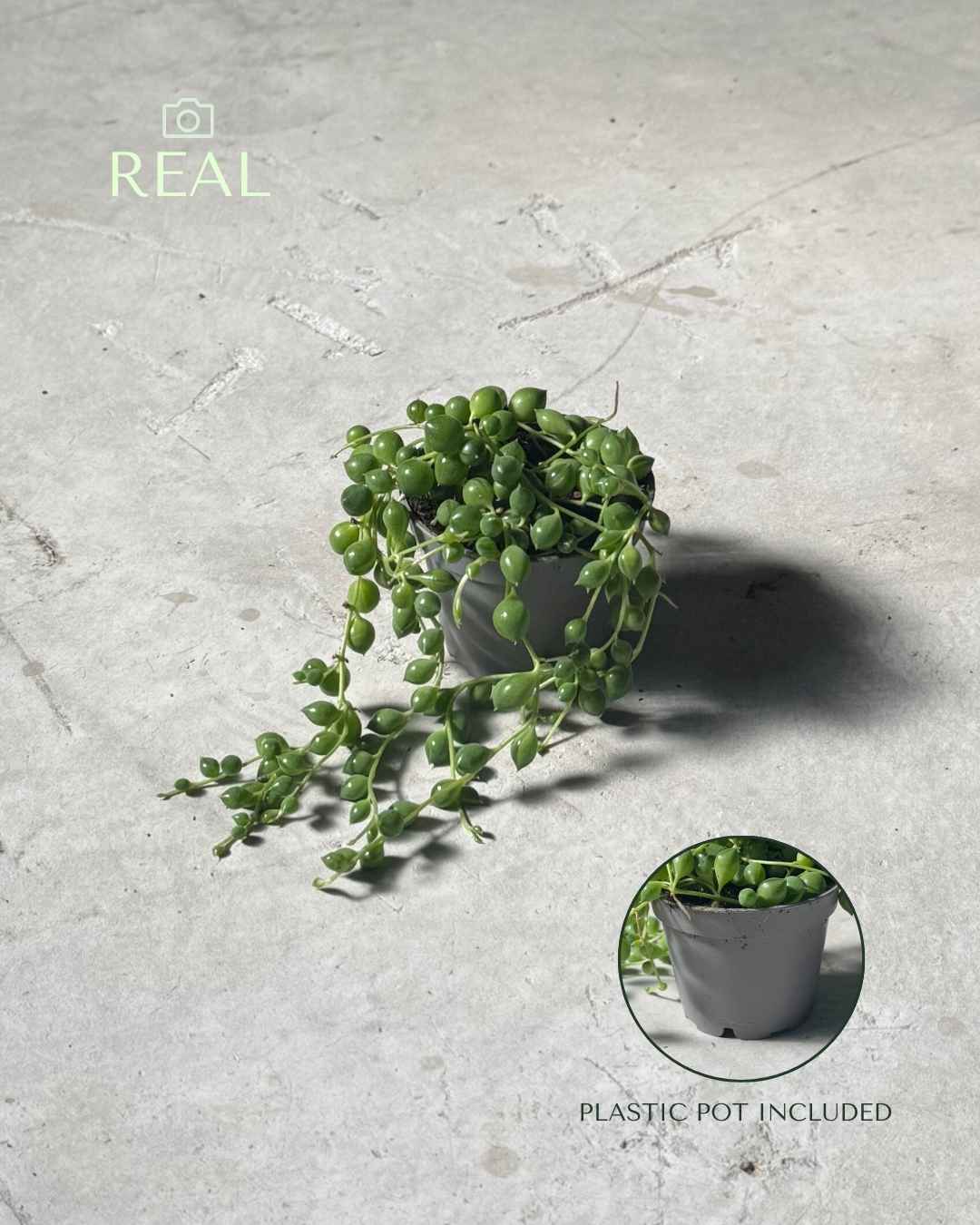 Senecio Rowleyanus Mini