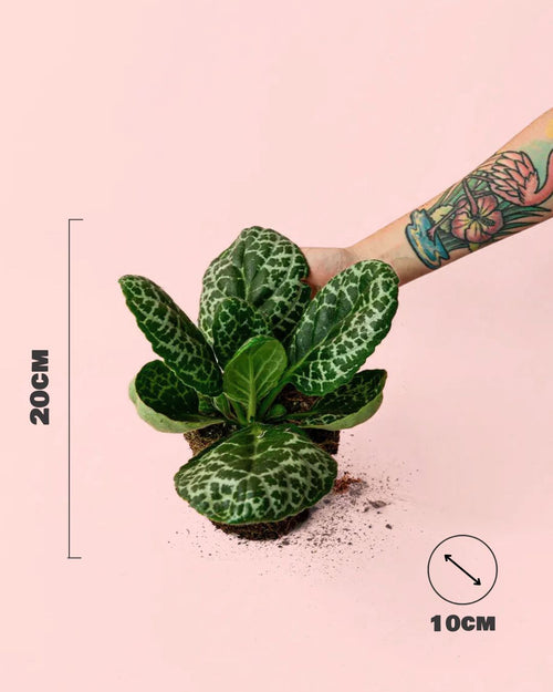 streptocarpus tortuga medidas