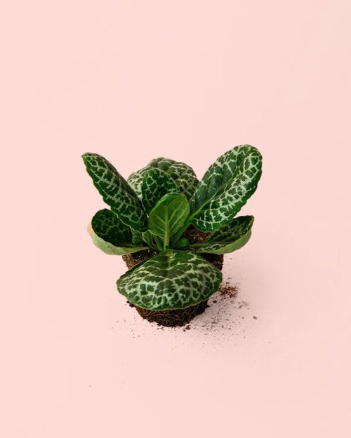 streptocarpus tortuga