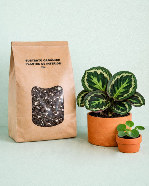 sustrato organico para plantas de interior