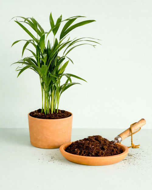 sustrato organico planta verde