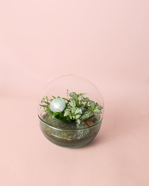 terrario-earth-plantas