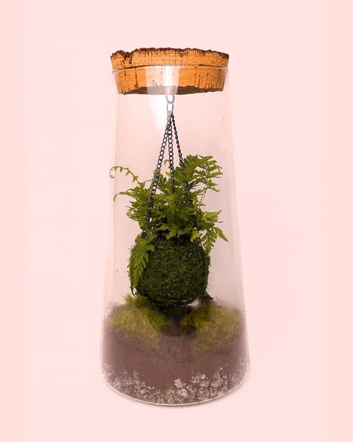 terrario kokedama vole