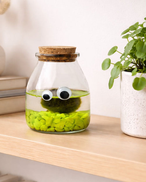 terrario little monster contexto