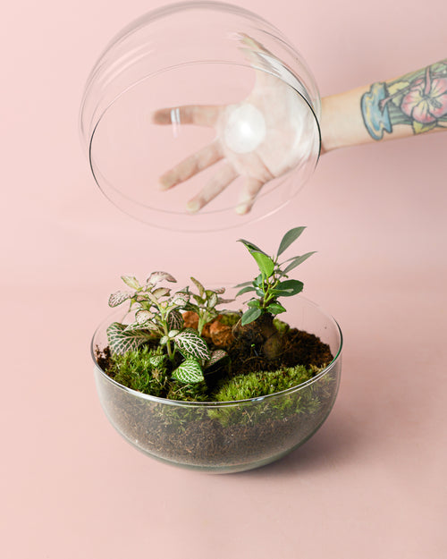 terrario-oasis-ficus-microcarpa