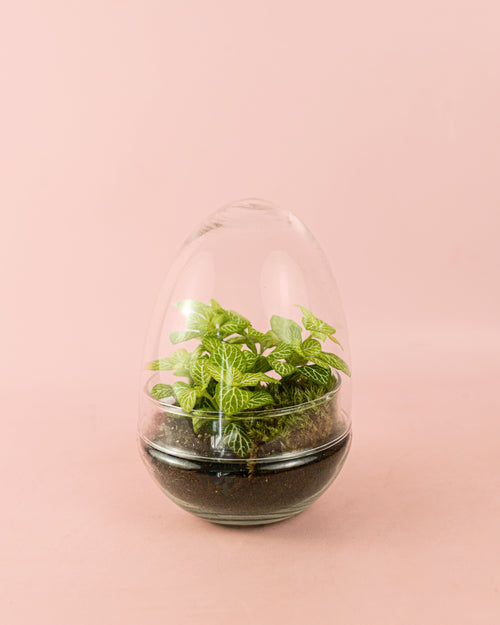 Terrario Essence - Fittonias Ovo Mix Mini