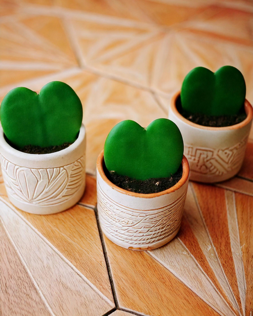 trio hoyas kerrii en maceta